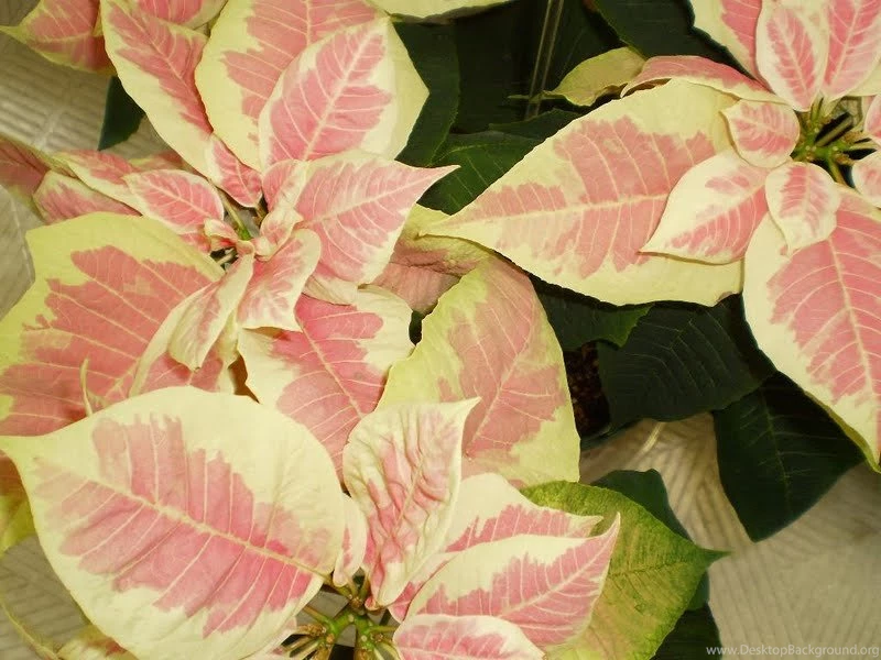 Marble Poinsettia Wallpapers