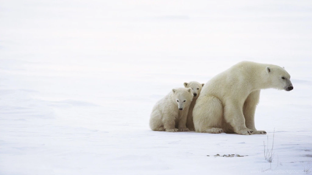 High Resolution Arctic Animal Polar Bear And Baby Wallpapers HD 10 ...