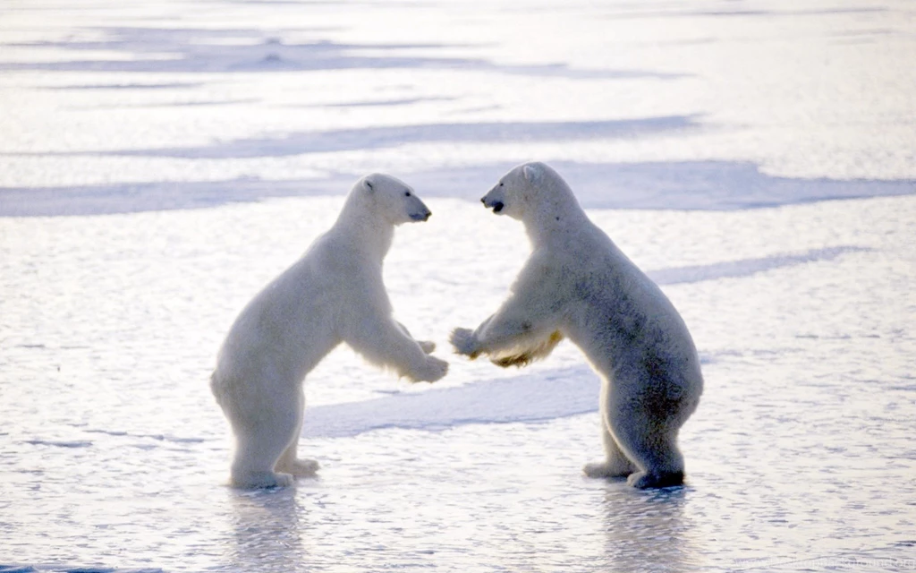 Polar Bears Desktop Wallpapers