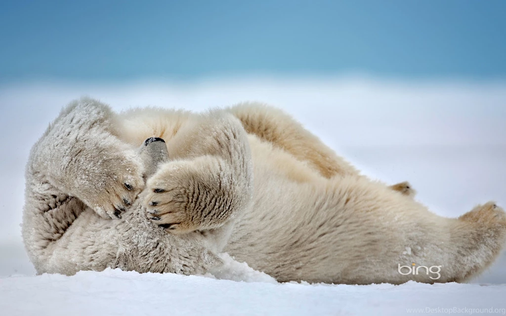 1920x1200 Bing, Polar Bear, Bear, White Bear, Polar Bear Sleeping ...