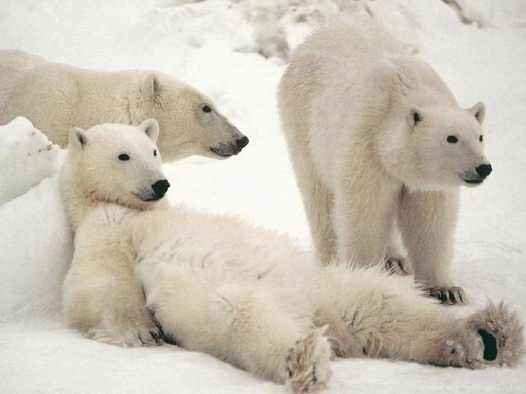 White Bear Animals Desktop Wallpapers   Animals Wallpapers