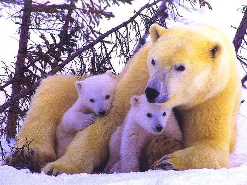 Polar Bear Family Free Computer Desktop Wallpapers