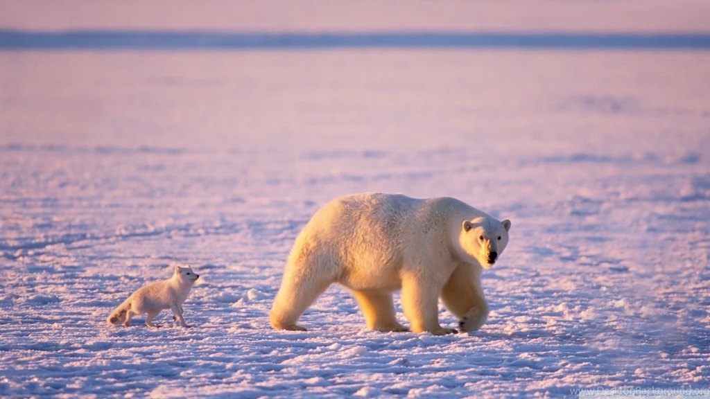 High Resolution Arctic Animal Polar Bear Wallpapers HD 11 Full Size ...