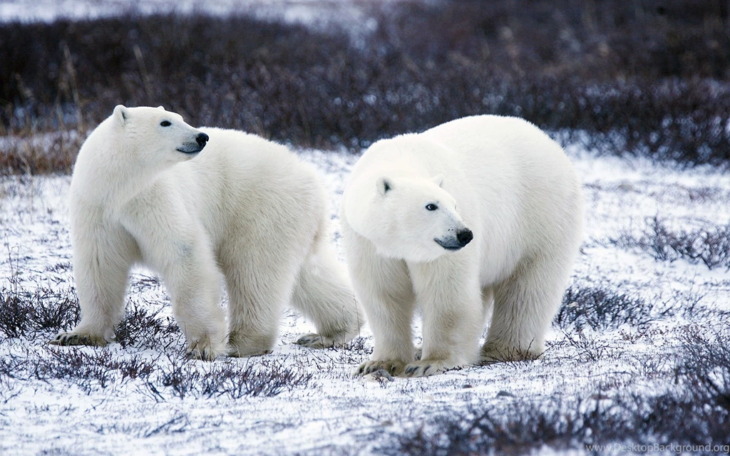 Polar Bears Wallpapers 12386 1600x1200 UMad.com