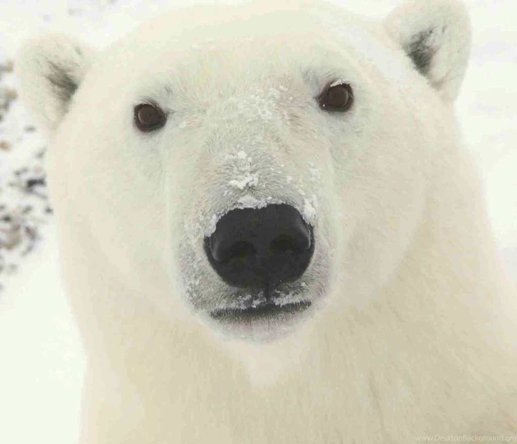 Download Wallpaper: White Bear, Desktop Wallpapers, White Polar ...