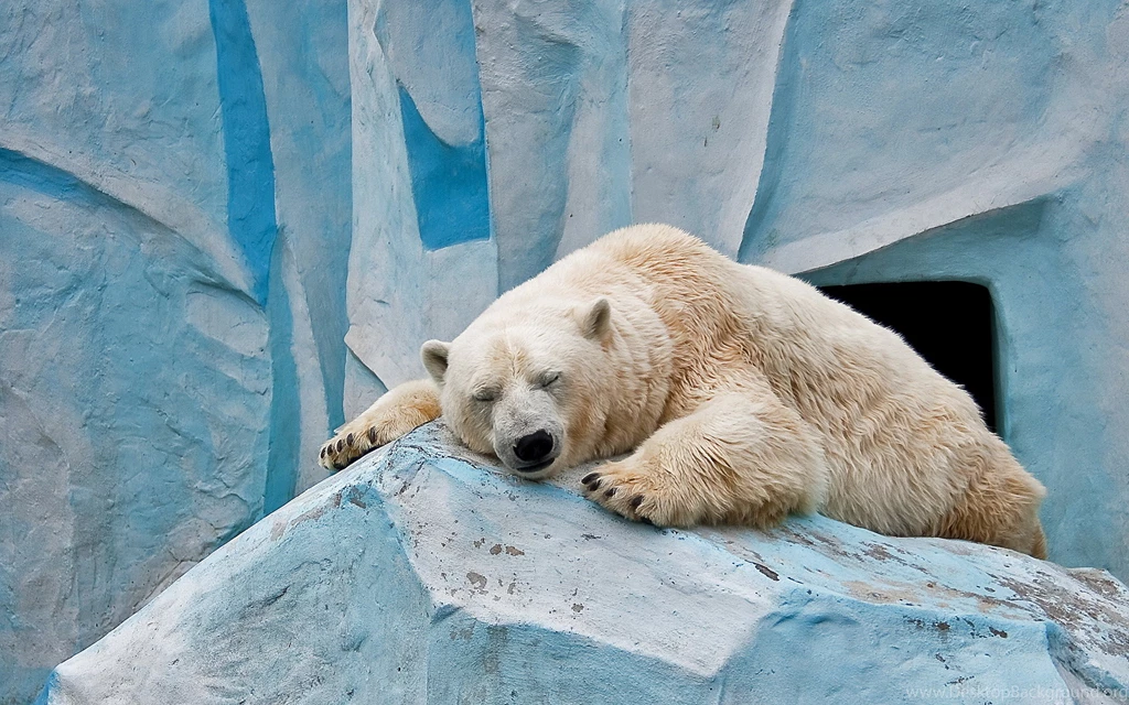 Beautiful Polar Bear Sleeping Funny Wallpapers E Entertainment