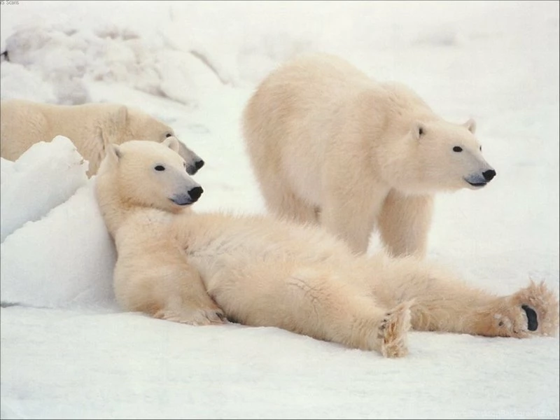 David Vector Polar Bears 1680x1050 Wallpapers – Animals Bears HD ...