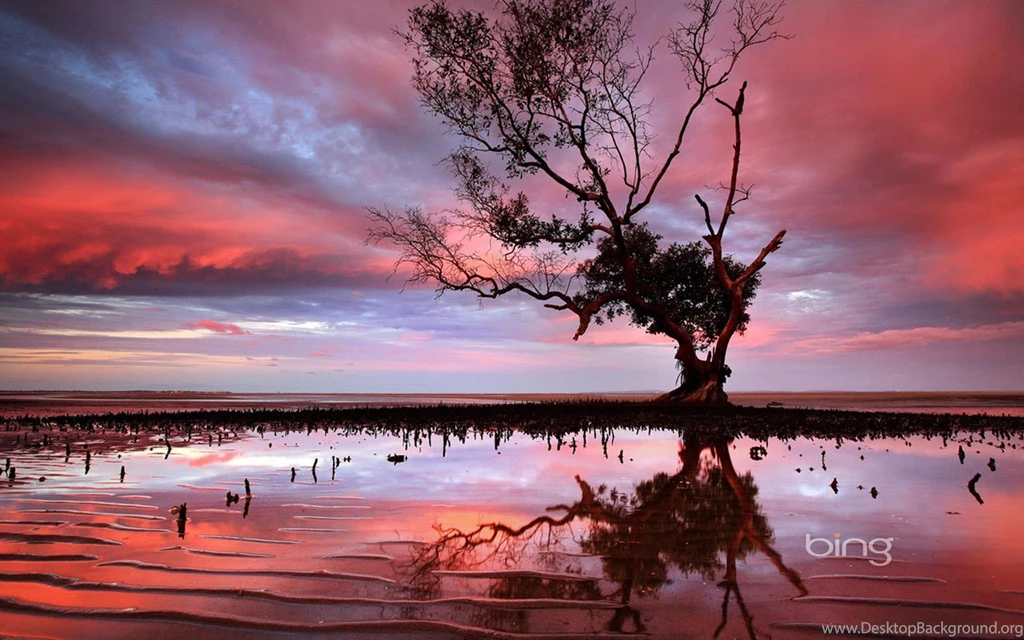Bing Theme Of Photography: Red Sunset Waterside Dead Trees ...