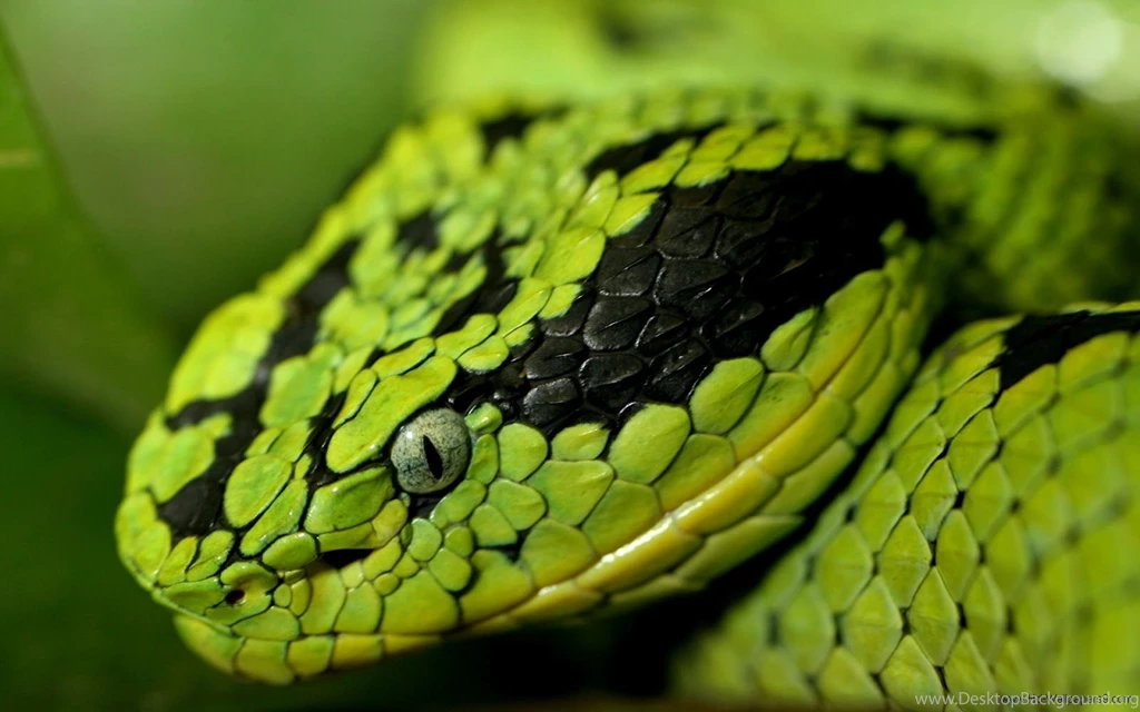Snake High Definition Wallpapers015, Animals