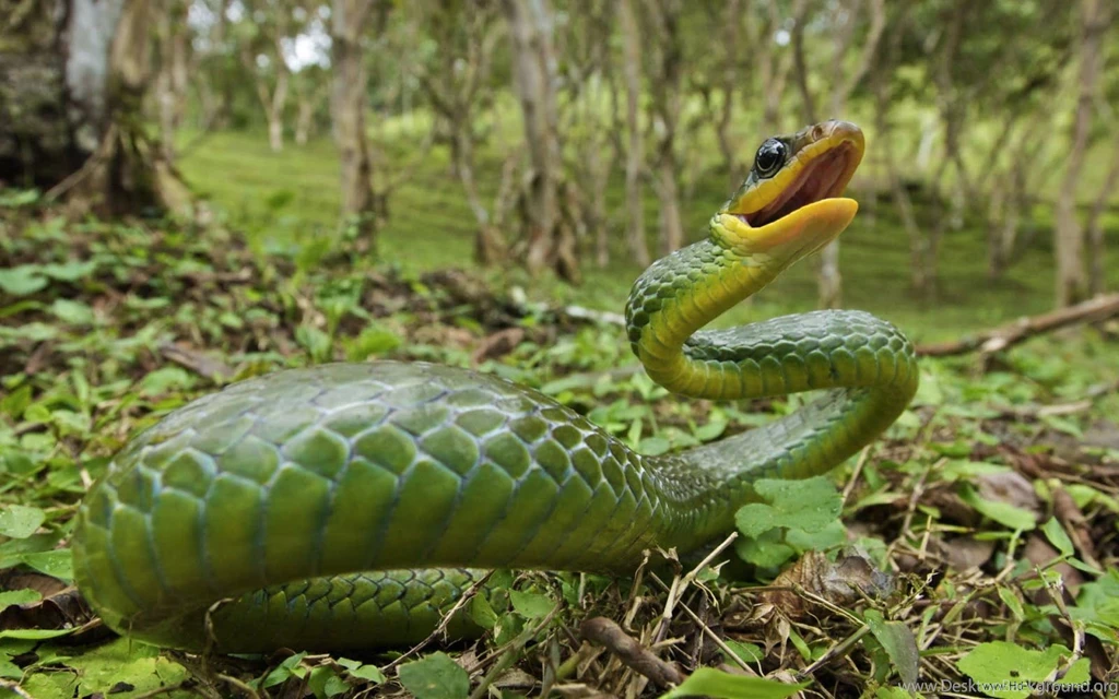 High Definition Snake Wallpapers For Free Download