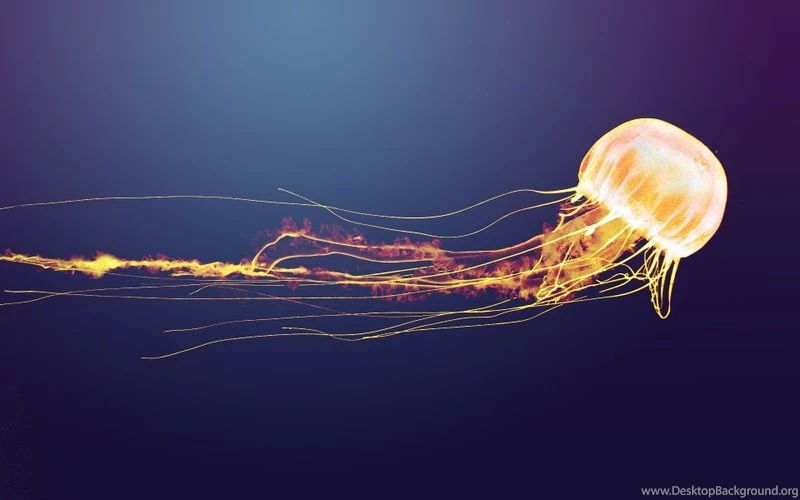 Blue,orange Blue Orange Jellyfish Alien Life Forms 1920x1200 ...