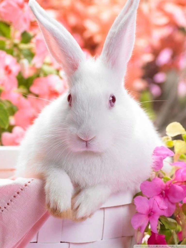 Cute Easter Bunny HD Desktop Wallpapers : High Definition ...