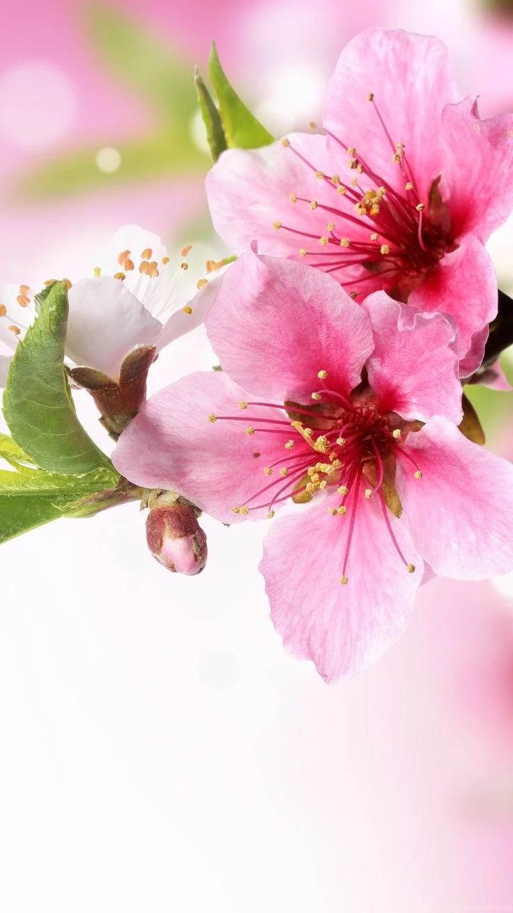 Thousands Of Ideas About Spring Plum Blossom Branch Macro iPhone 6 ...