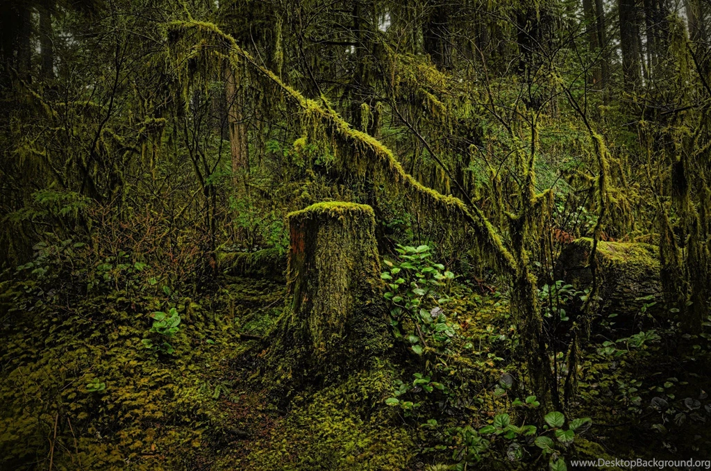 Vancouver British Columbia Suspension Bridge Capilano Suspension ...