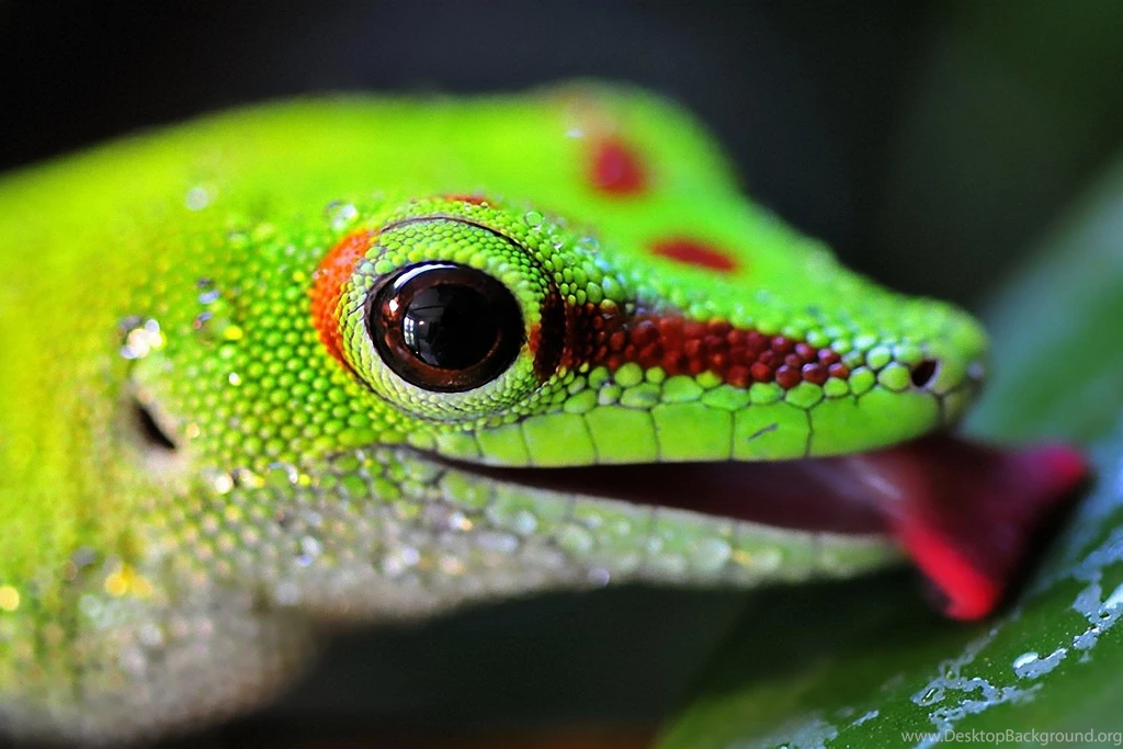 Lizard Wallpapers