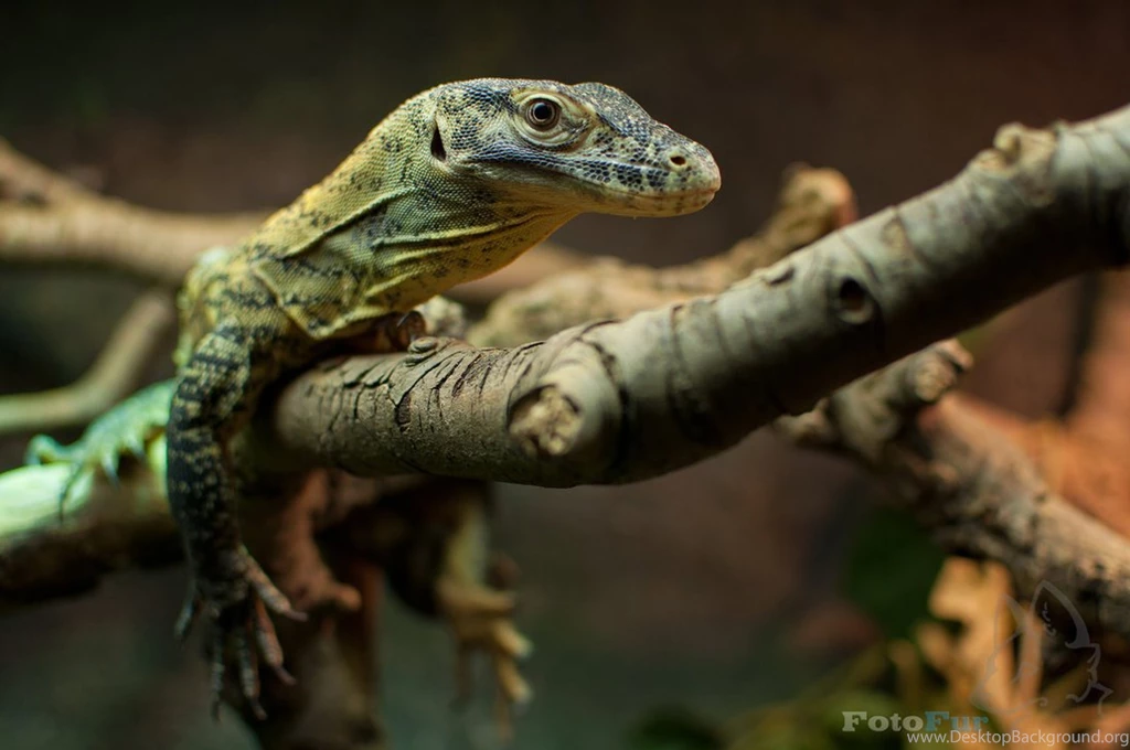 Lizard (Wallpaper) By FotoFurNL On DeviantArt