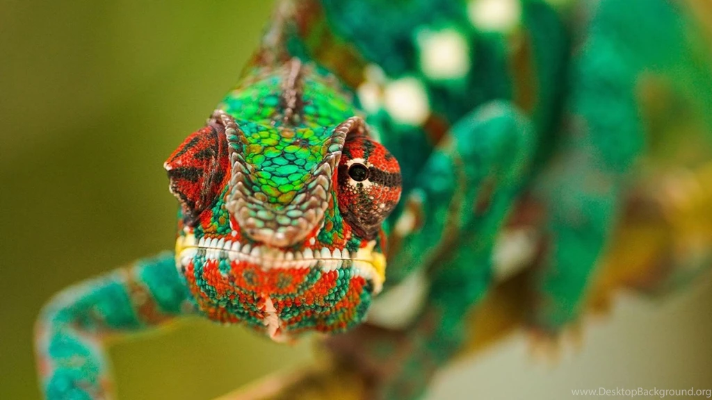 Green Lizard Wallpapers