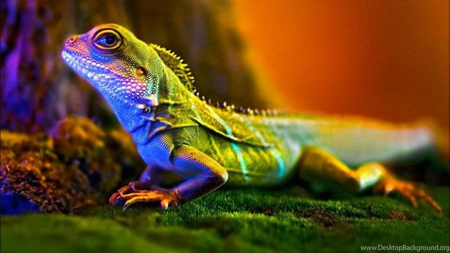 Macro Photography Lizard Wallpapers : Wallpapers13.com