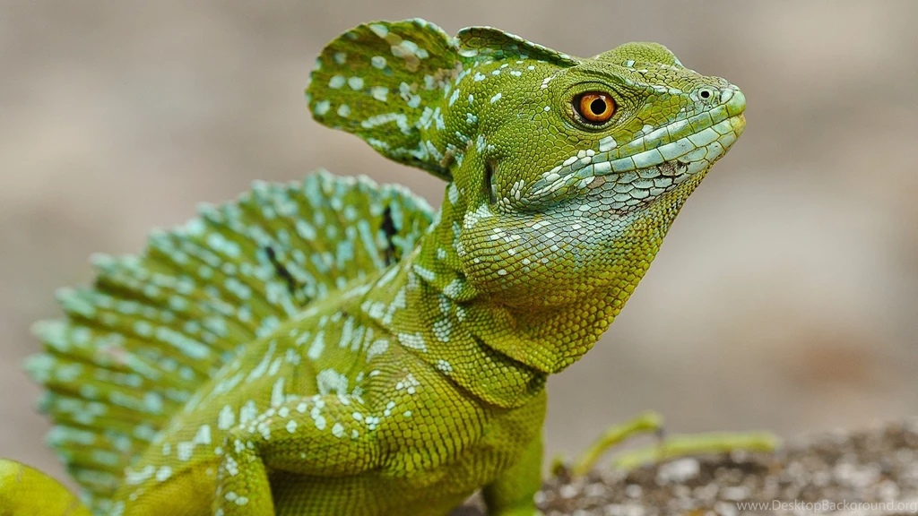 Lizard Images