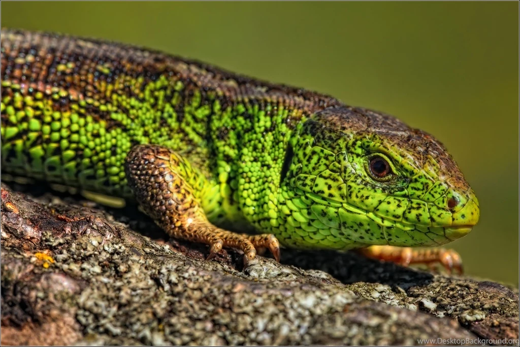 269 Lizard HD Wallpapers