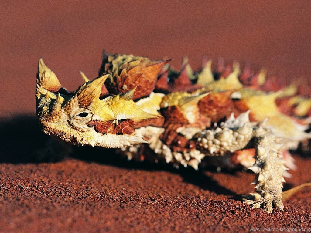 Lizard Wallpapers Wallpapers,Lizard Wallpapers & Pictures Free Download