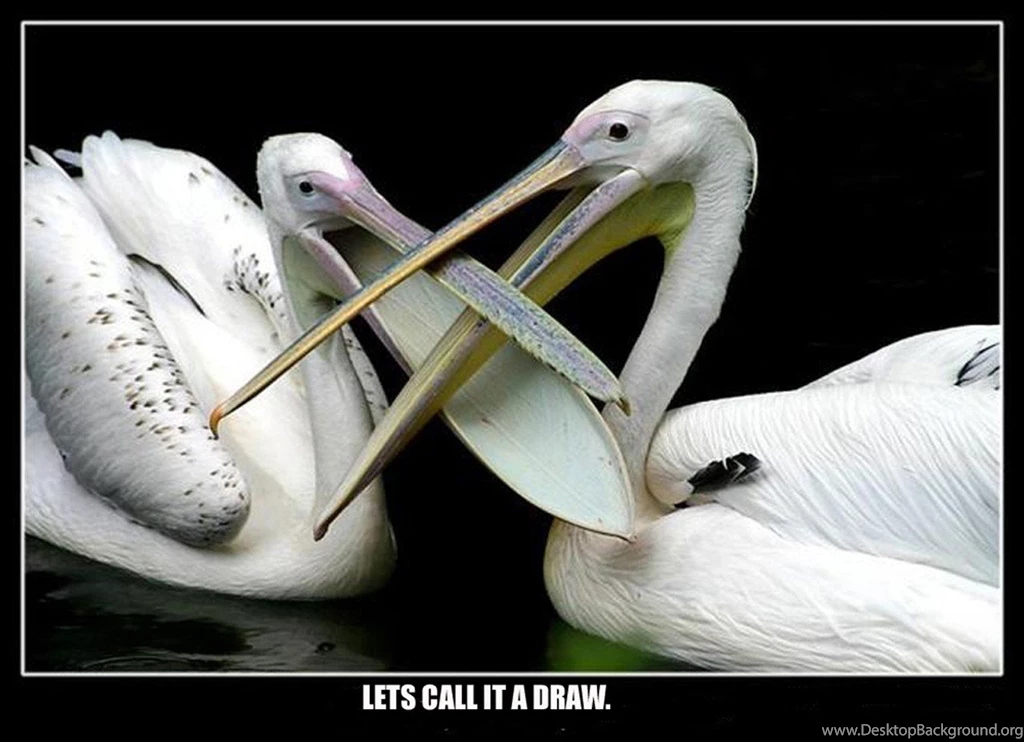 Birds: PELICANS Daring Playful Beaky Cute LRG Phone Wallpapers For ...