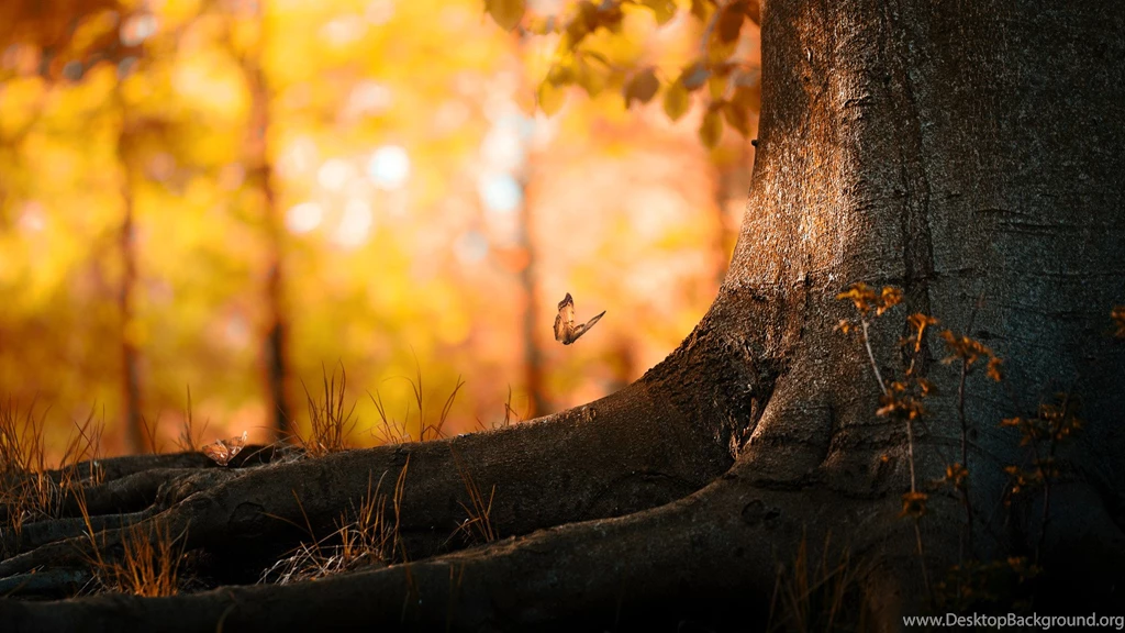 Butterfly Wood Wallpapers