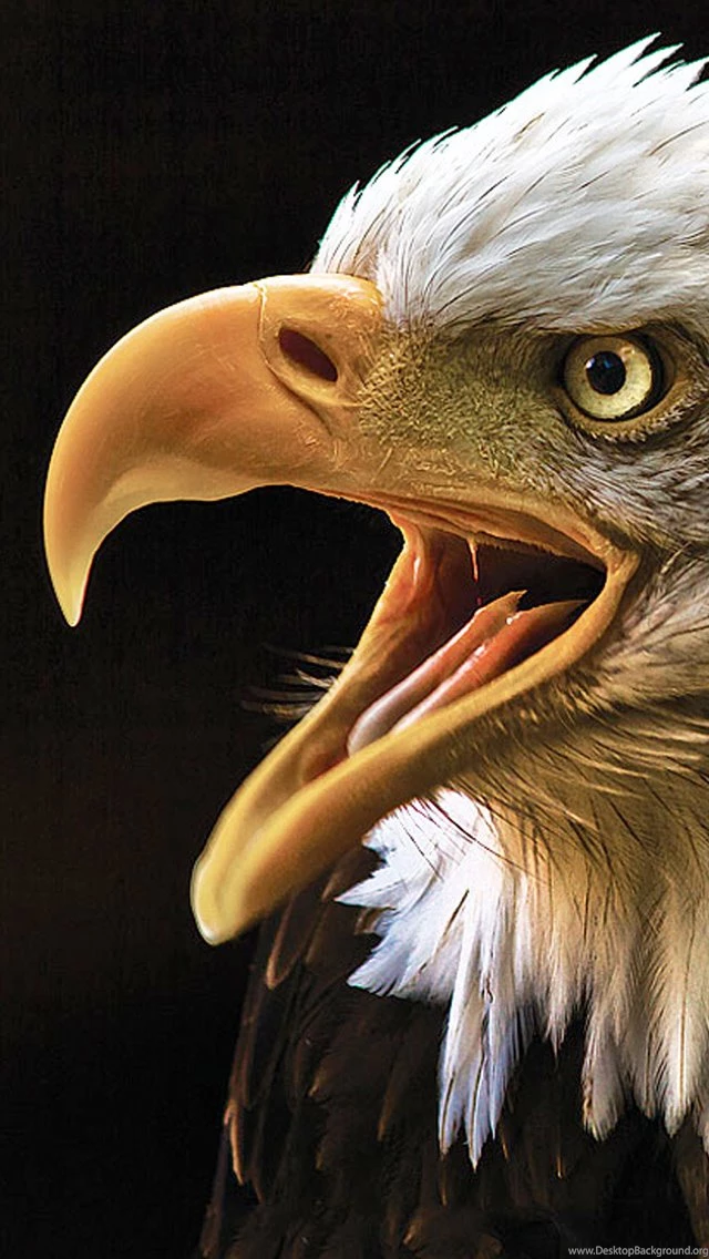 American Eagle iPhone 5 Wallpapers / IPod Wallpapers HD Free Download