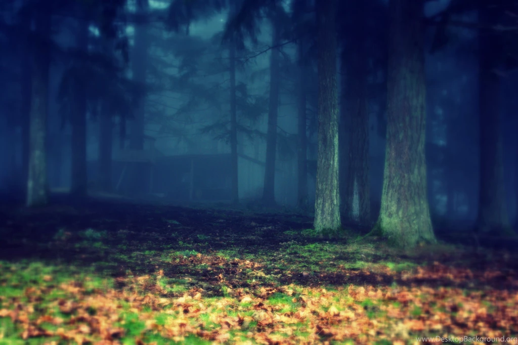 3 Dreamy Cold Forest Wallpapers
