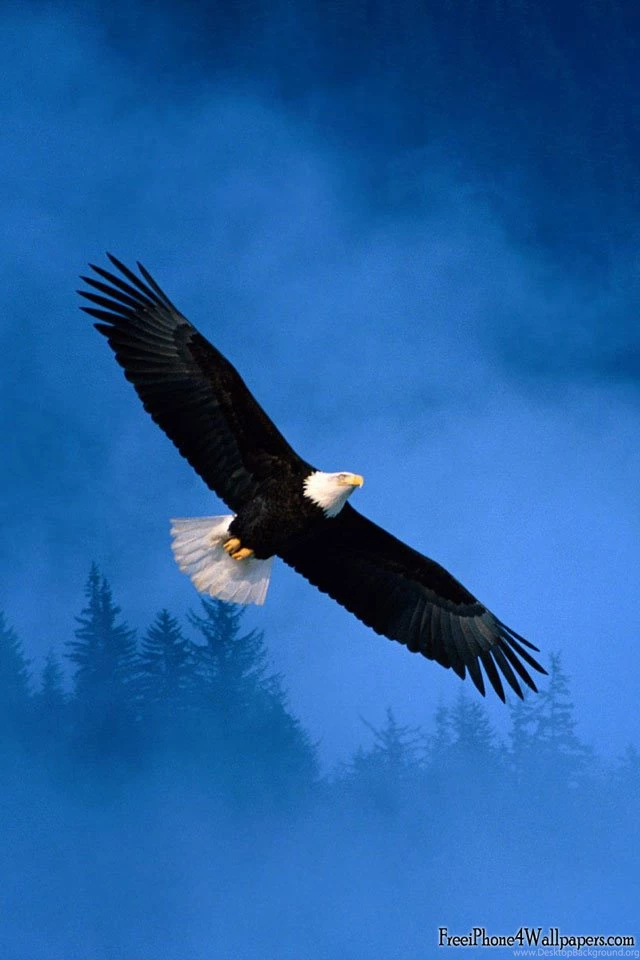 Freedom Eagle Wallpapers