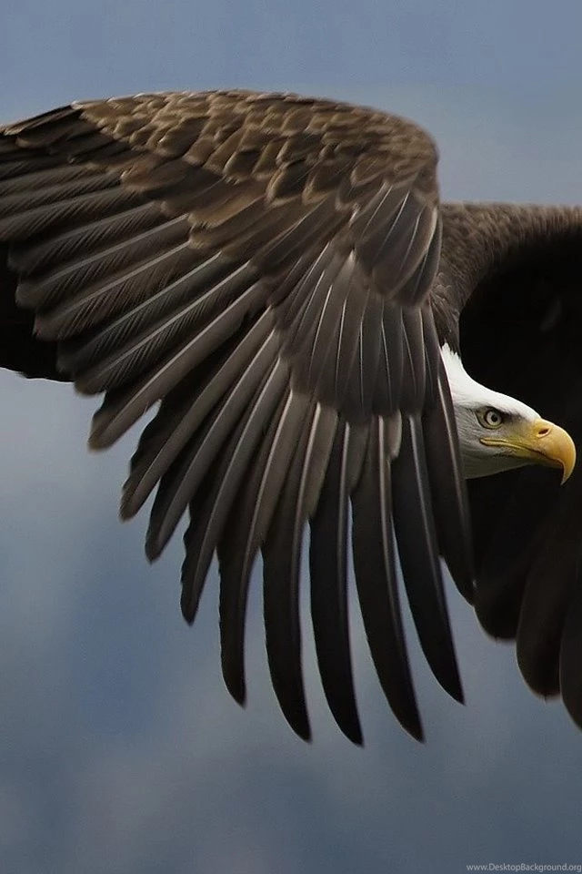 Eagle Wallpapers For iPhone Wallpapers Zone