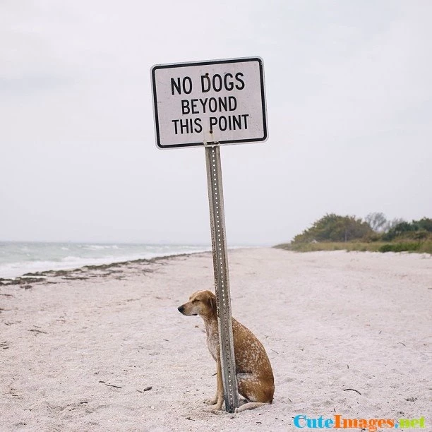 Maddie Is A First world Anarchist Wallpapers CuteImages.net