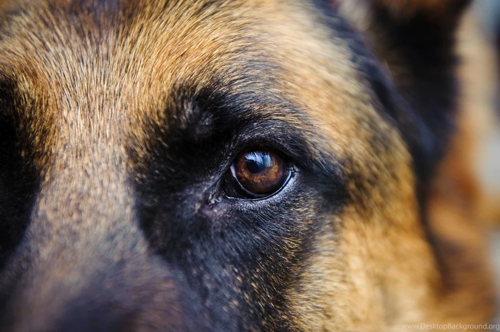German Shepherd Wallpapers Wallpapers Cave