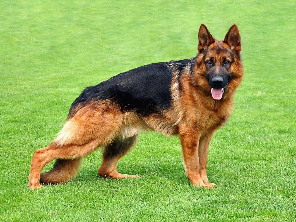 German Shepherd Live Wallpapers   Android Apps On Google Play