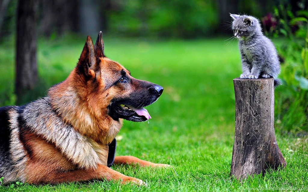 Pics Of A German Shepherd Dog Wallpapers