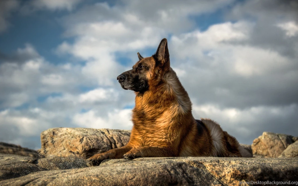 Dogs German Shepherd Dogs Animals Dog Nemeckaya Ovcharka Sobaka ...