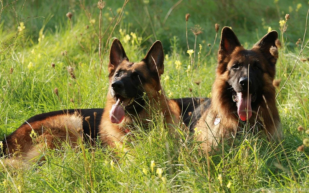German Shepherd Wallpapers Android Apps And Tests AndroidPIT