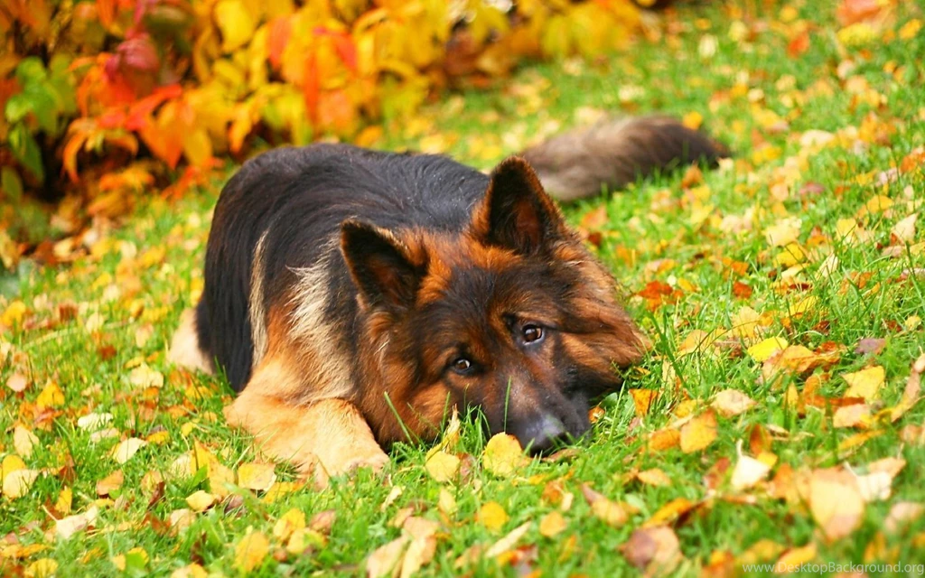 German Shepherd Live Wallpapers Android Apps And Tests AndroidPIT