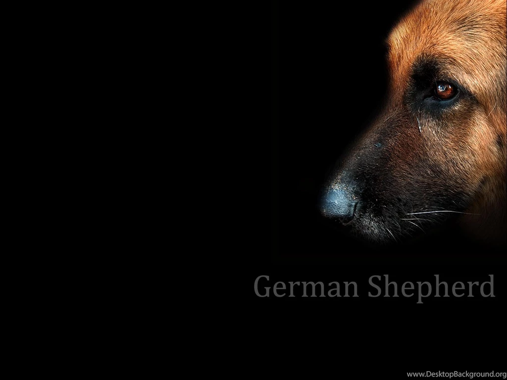German Shepherd Wallpapers 31 Free Hd Wallpapers ...