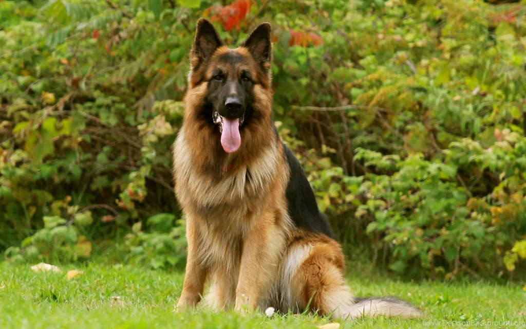 German Shepherd Wallpapers Free Download Id: 10524g Pacify Mind