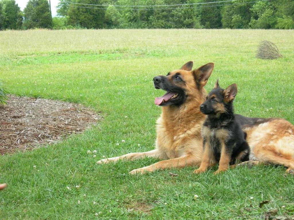 German Shepherd Wallpapers   Pets Cute And Docile