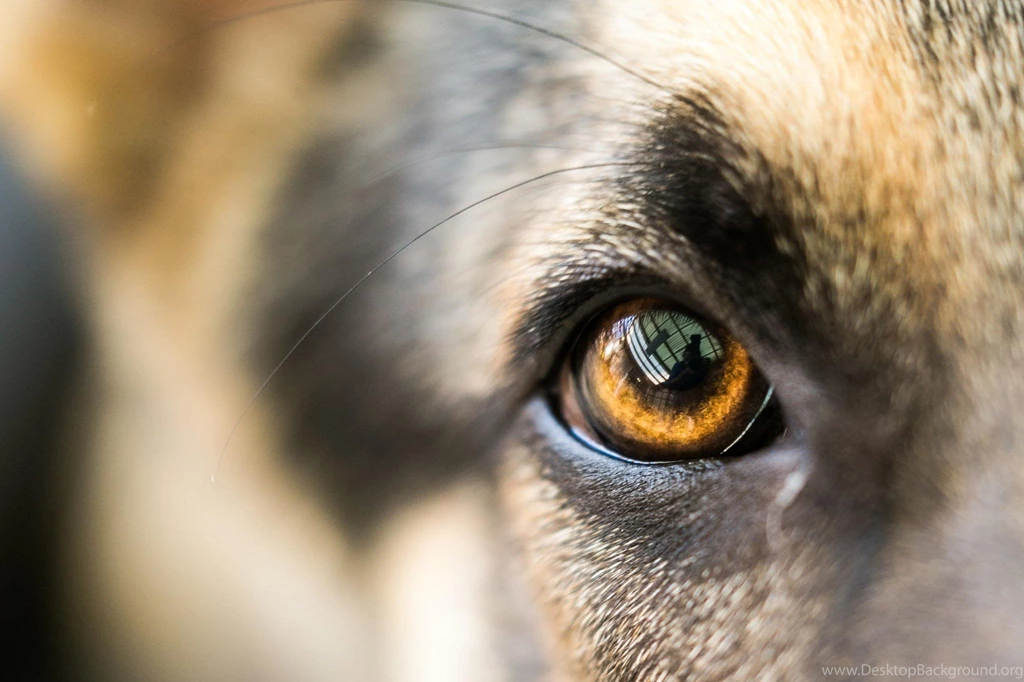 Dogs: German Shepherd Dog Puppys Cute Sweet Animal Beautiful Dogs ...