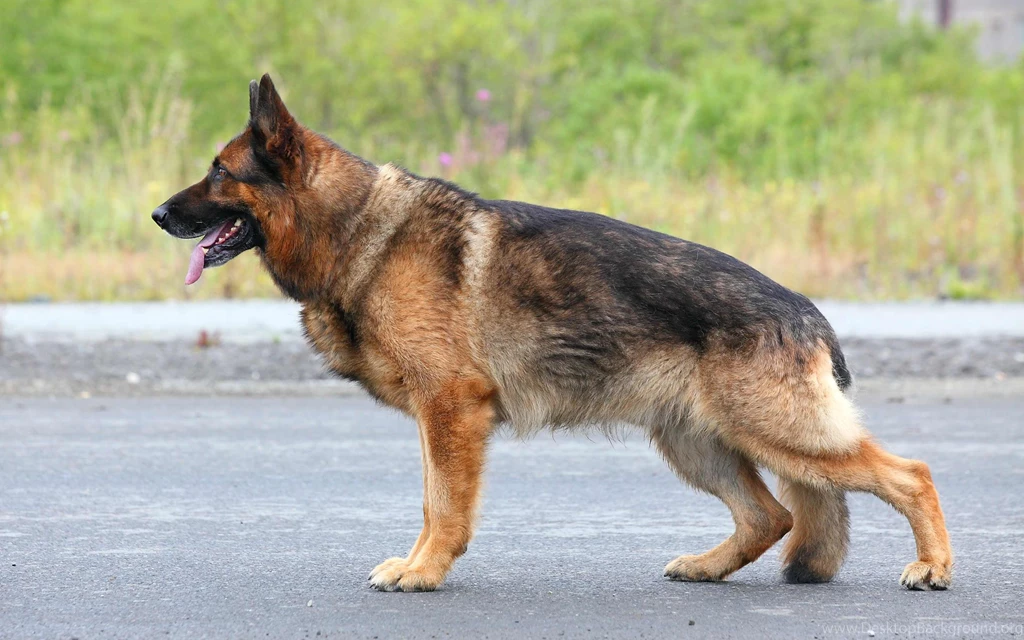 German Shepherd Wallpapers 10439 1680x1050 UMad.com