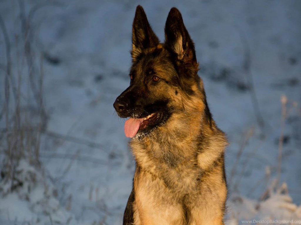 German Shepherd Full Hd Wallpapers
