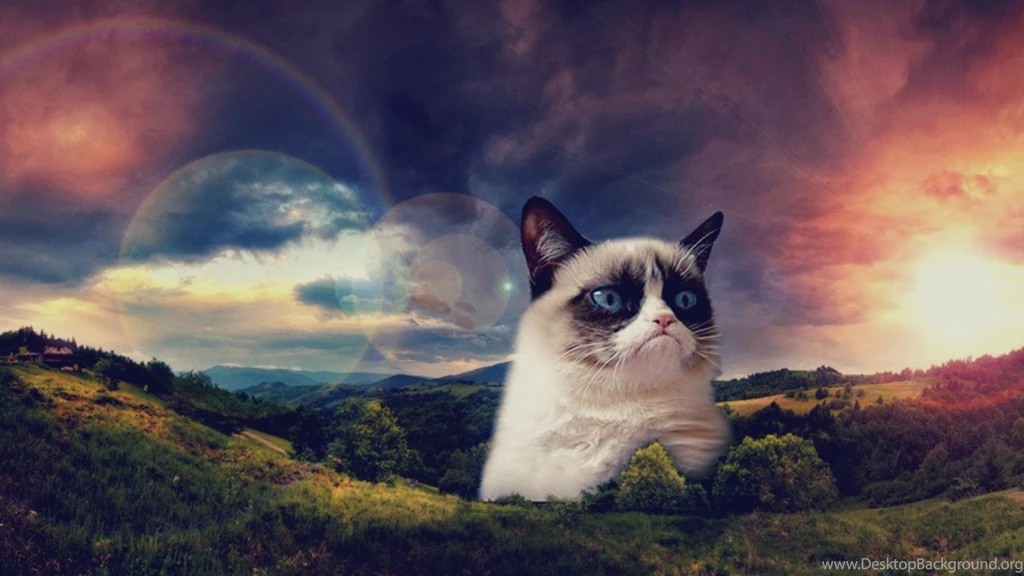 Grumpy Cat Christmas Hat Wallpaper.