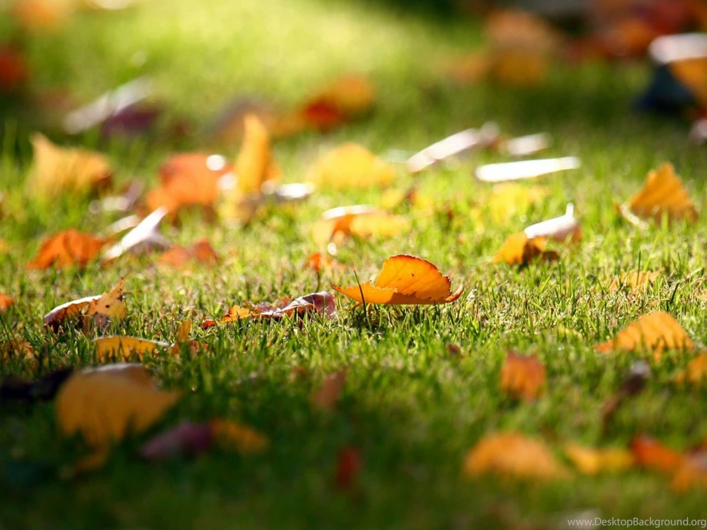 Hd Nature Wallpapers For Smartphones