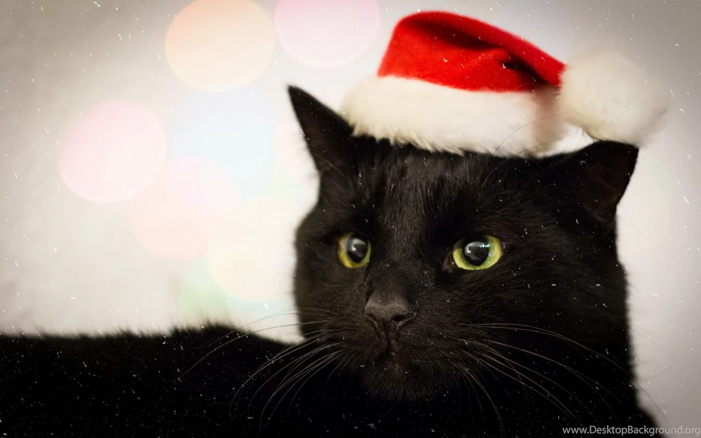 Black Cat In Santa Hat Wallpapers 7366 1920x1200 UMad.com