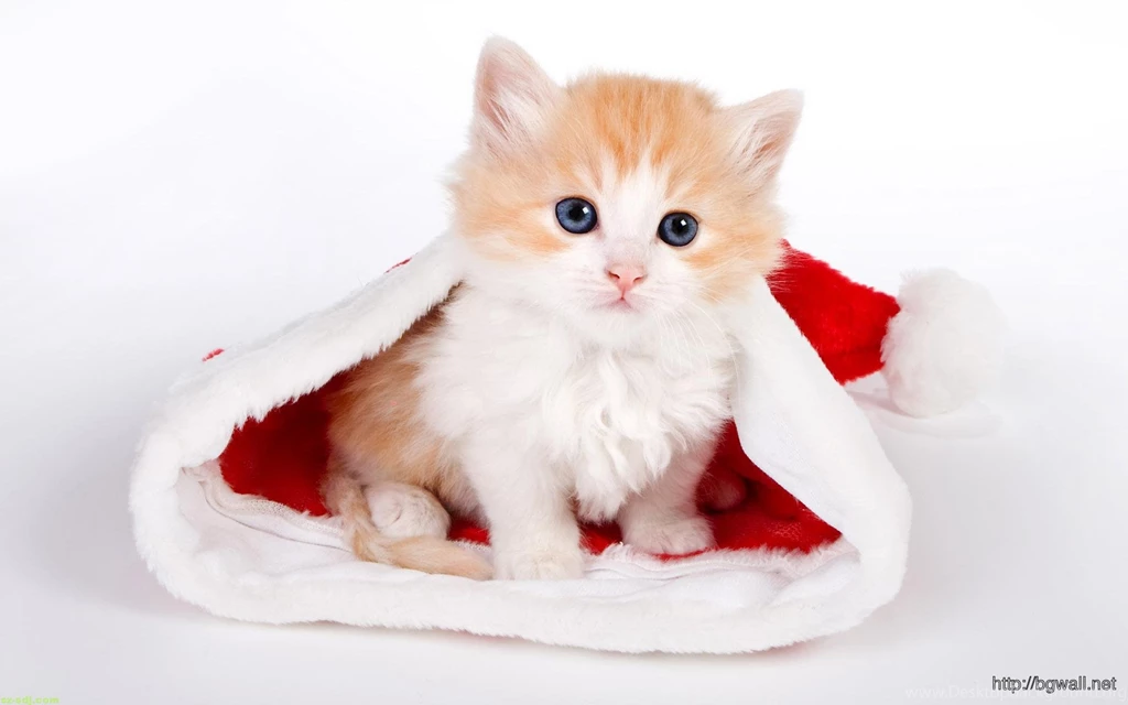 Cute Cat With Santa Hat Wallpapers Widescreen