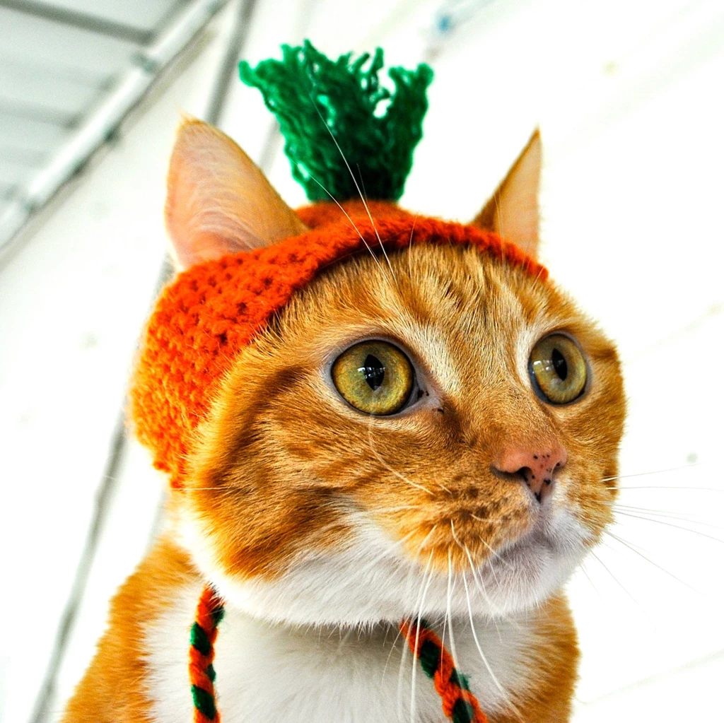 Red Cat In The Hat Carrot Wallpapers And Images Wallpapers ...