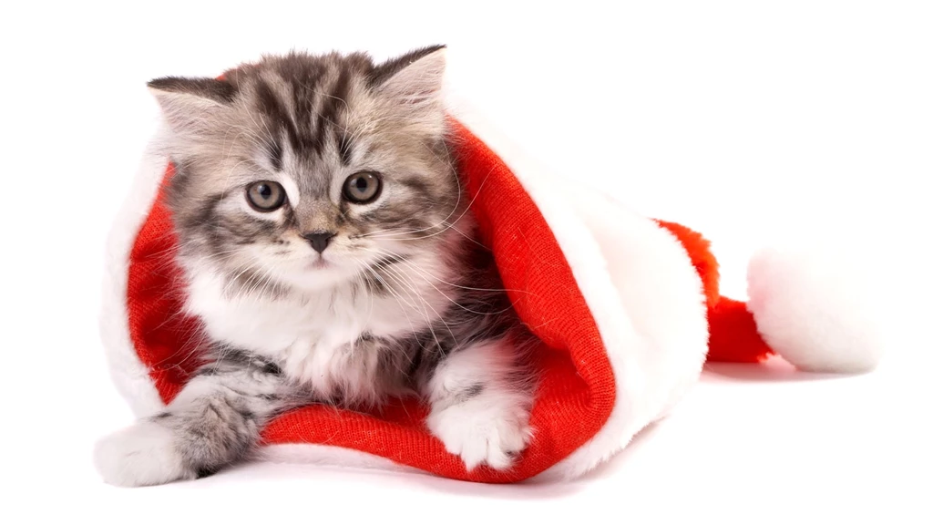 Cat, In, Hat, Kittens, Puffy Cats, Widescreen Pussycats, High ...